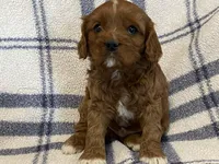 Lincoln, a male Cavapoo for sale in Fennimore, WI – Photo 3 of 9