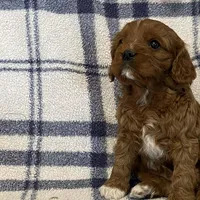 Lincoln, a male Cavapoo for sale in Fennimore, WI – Photo 4 of 9