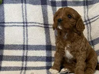 Lincoln, a male Cavapoo for sale in Fennimore, WI – Photo 4 of 9