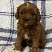 Lincoln, a male Cavapoo for sale in Fennimore, WI – Photo 2 of 9