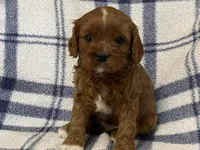 Lincoln, a male Cavapoo for sale in Fennimore, WI – Photo 2 of 9