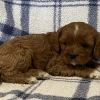 Lincoln, a male Cavapoo for sale in Fennimore, WI – Photo 1 of 9