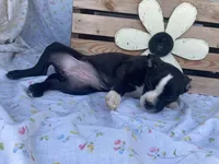 Midnight, a female Boston Terrier and Fox Terrier for sale in Fennimore, WI – 7 of 10
