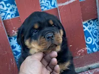 Rocky, a male Rottweiler for sale in Fennimore, WI – 5 of 10