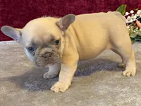 Fanny, a female French Bulldog for sale in Fennimore, WI – 8 of 10