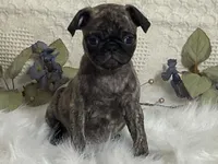 Victor, a male Pug for sale in Fennimore, WI – 10 of 10