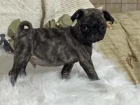 Victor, a male Pug for sale in Fennimore, WI – 3 of 10
