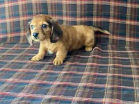 Mini, a female Dachshund for sale in Fennimore, WI – 3 of 9