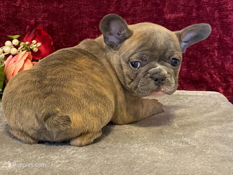 Fancy – French Bulldog puppy for sale in Fennimore, WI