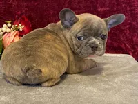 Fancy, a female French Bulldog for sale in Fennimore, WI – 1 of 9