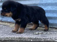 Groucho, a male Rottweiler for sale in Fennimore, WI – 10 of 10