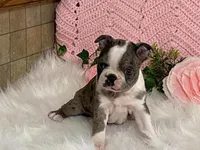 Barbie, a female Boston Terrier for sale in Fennimore, WI – 3 of 10