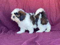 Buster, a male Shih Tzu for sale in Fennimore, WI – 2 of 10