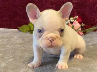 Panda, a male French Bulldog for sale in Fennimore, WI – 2 of 10