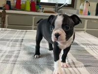 Daisy, a female Boston Terrier for sale in Fennimore, WI – 7 of 10