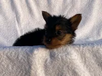 Charlie, a male Yorkshire Terrier for sale in Fennimore, WI – 3 of 10
