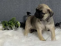 Ava, a female Pug for sale in Fennimore, WI – 10 of 10