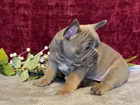 Tank, a male French Bulldog for sale in Fennimore, WI – 9 of 9