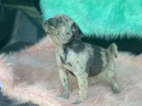 Speckles, a female Pug for sale in Fennimore, WI – 9 of 9