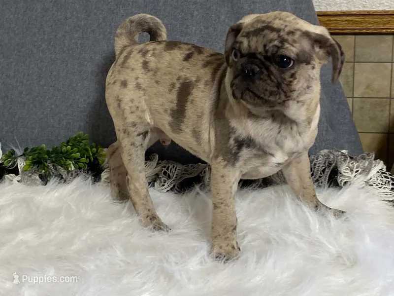 Vince – Pug puppy for sale in Fennimore, WI