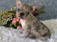 Sparkles, a female Frenchton for sale in Fennimore, WI – 4 of 7