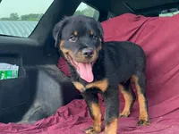 Groucho, a male Rottweiler for sale in Fennimore, WI – 1 of 9