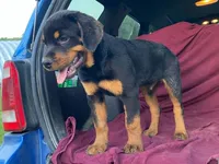 Sassy, a female Rottweiler for sale in Fennimore, WI – 7 of 7