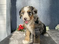Cloudy, a female Bernedoodle for sale in Fennimore, WI – Photo 2 of 10