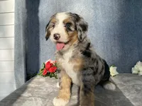 Cloudy, a female Bernedoodle for sale in Fennimore, WI – Photo 3 of 10