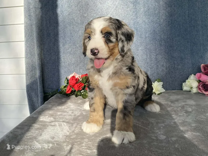 Cloudy, a female Bernedoodle for sale in Fennimore, WI – Photo 1 of 10