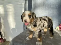 Cloudy, a female Bernedoodle for sale in Fennimore, WI – Photo 10 of 10