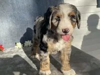 Cloudy, a female Bernedoodle for sale in Fennimore, WI – Photo 8 of 10