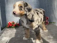 Cloudy, a female Bernedoodle for sale in Fennimore, WI – Photo 9 of 10