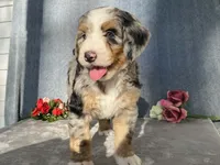 Cloudy, a female Bernedoodle for sale in Fennimore, WI – Photo 6 of 10