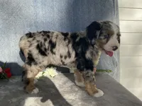 Cloudy, a female Bernedoodle for sale in Fennimore, WI – Photo 5 of 10