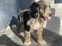 Cloudy, a female Bernedoodle for sale in Fennimore, WI – Photo 7 of 10