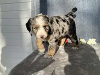 Cloudy, a female Bernedoodle for sale in Fennimore, WI – Photo 4 of 10