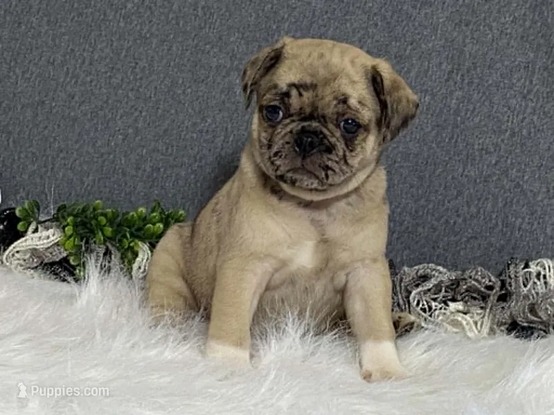 Amy – Pug puppy for sale in Fennimore, WI
