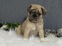 Amy, a female Pug for sale in Fennimore, WI – 1 of 10