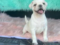 Snowball, a male French Bulldog and Pug for sale in Fennimore, WI – 6 of 10