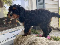 Teddy, a male Cavapoo for sale in Fennimore, WI – 6 of 10