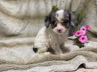 Daisy, a female Cavapoo for sale in Fennimore, WI – 1 of 10