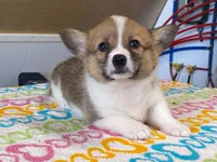 Trixie, a female Pembroke Welsh Corgi for sale in Fennimore, WI – 2 of 10