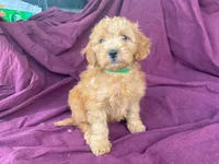 Goldy, a female Goldendoodle for sale in Fennimore, WI – 8 of 10