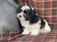LULU, a female Bichon Frise and Shih Tzu for sale in Fennimore, WI – 4 of 9