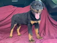 Groucho, a male Rottweiler for sale in Fennimore, WI – 3 of 9