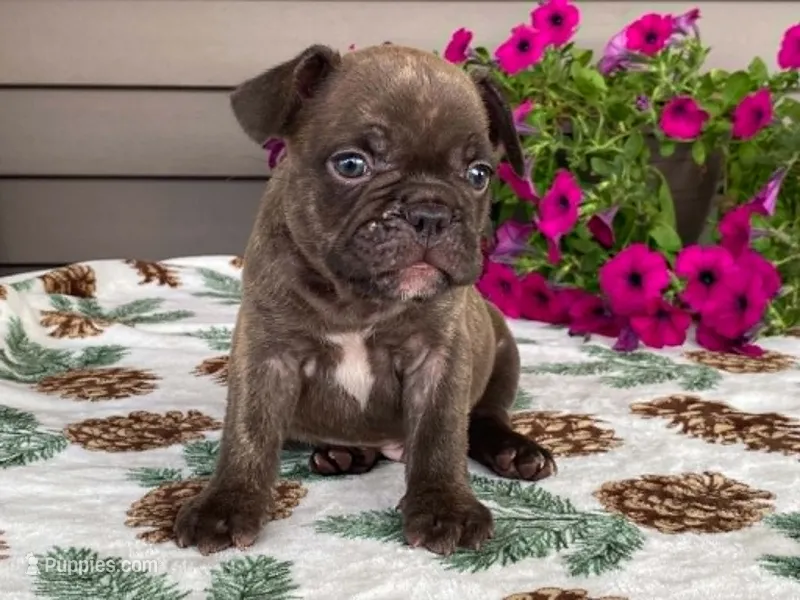 Spike – French Bulldog puppy for sale in Fennimore, WI