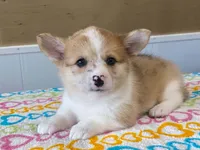 Pearl, a female Pembroke Welsh Corgi for sale in Fennimore, WI – 8 of 10