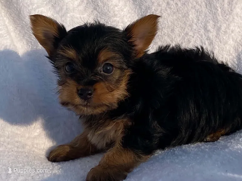 Chad – Yorkshire Terrier puppy for sale in Fennimore, WI