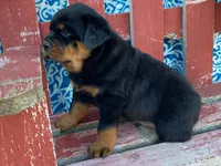 Fido, a male Rottweiler for sale in Fennimore, WI – 7 of 10